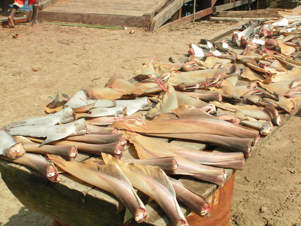 Séchage d'ailerons de requins en Papouasie